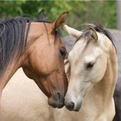 JoAnn Geslin Zanotti's photo