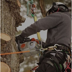 Hauser Tree Care