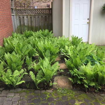 Ferns & Hostas Perfect Match!