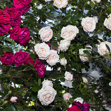 Climbing roses