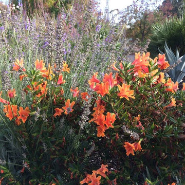 Santa Rosa Front Garden