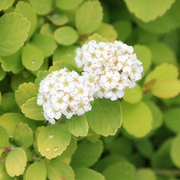 Glow Girl™ Spirea