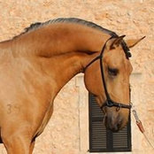 Sergio All Lusitanos's photo