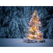 Carey Chamberlin's photo