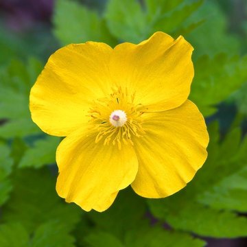 Stylophorum Diphyllum