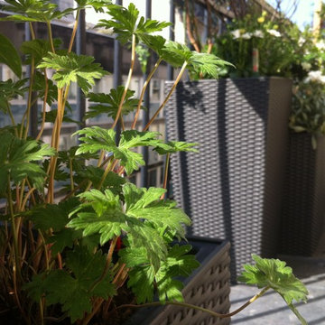 Aménagement paysager d'un balcon filant à Paris...