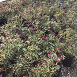 Inventory Samples - Gardening And Lawn Care