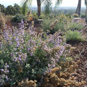 A Backyard Oasis