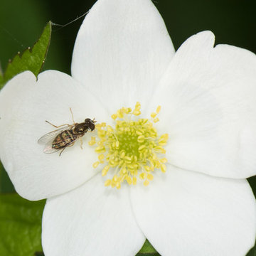 Anemone canadensis