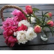 Chilly Root Peony Farm's photo