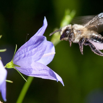 Leafcutter Bees
