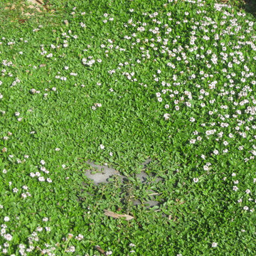 Fountain Valley Eco Yard