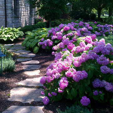 Hydrangea Border