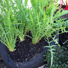Greenhouse/Garden