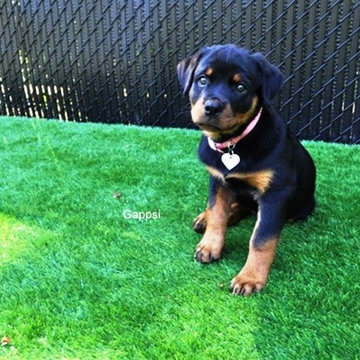 Dog Run Installation: Smithtown NY 11787, by Gappsi