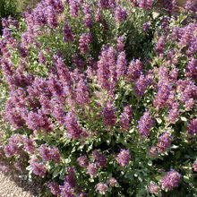 drought tolerant, plants