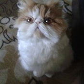 Sylvia Fitzgerald's photo
