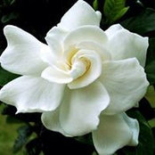 Ann Johnston's photo