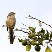 Tak Choi's photo