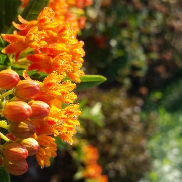 Low Maintenance Hummingbird Habitat