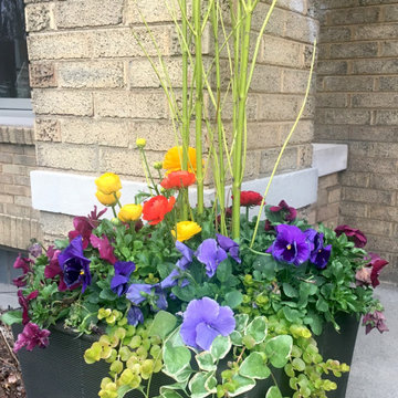 Spring Flowers