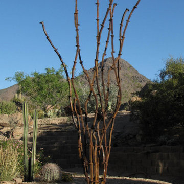 Ocotillo