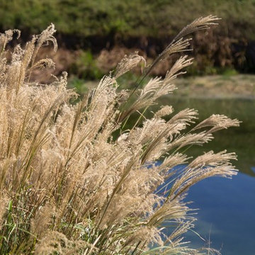 Plants in the Landscape