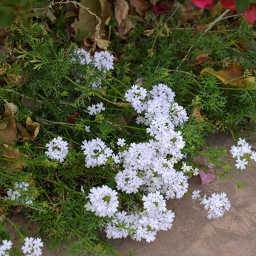 Southwestern Plants