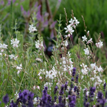 Perennial Planting