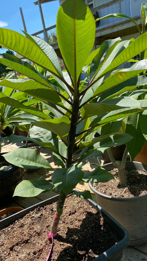 Why is my Plumeria stalk a plum color?