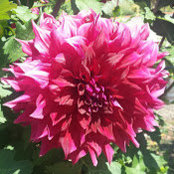 Alyssa Freedman's photo