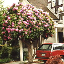 tree options