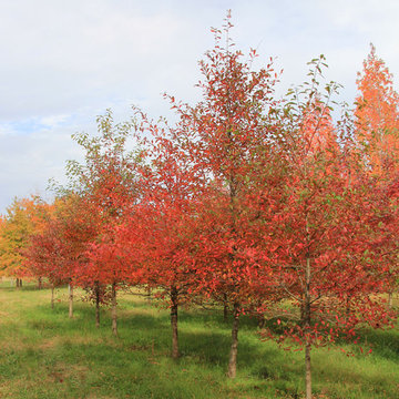 Fall Color Fun