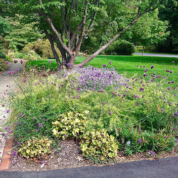 Fall Flowering Aster