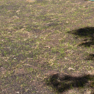 Elite Tall Fescue Lawn Seed Planting