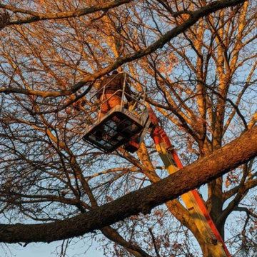 Tree Trimming and Removal