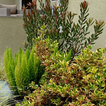 Variegated Coprosma Pink Splender enlivens bed