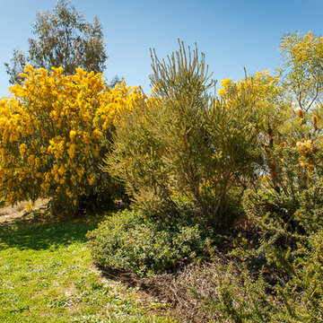 Cool Climate Native Garden