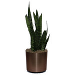 Scape Supply - Live 3' Sanseveria 'Zeylanica' Package, Bronze - The Sanseveria is one of those plants that just likes to live.  It has long, thick, pointy leaves with a beautiful wavy pattern that stand vertically.  The Sanseveria is commonly referred to as the snake plant and is known for its air cleaning abilities.  It a great compact plant option that stands 2-3 foot tall. The Snake Plant is great starter plant to begin the process of adding live foliage to your home because of it's resilient nature.