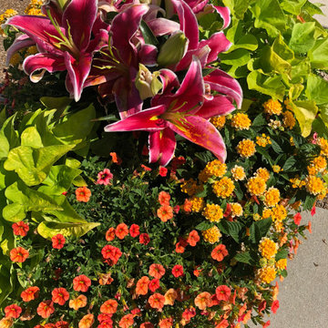 Annual Flower Pots for ALL seasons