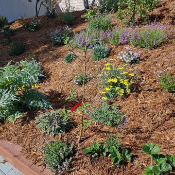 Edible Gardens