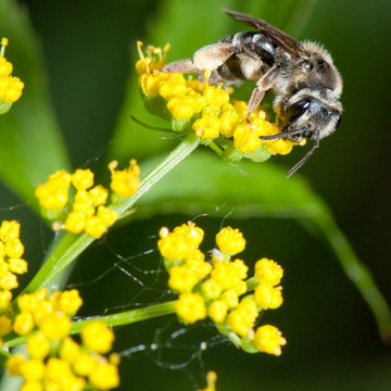 Colletes