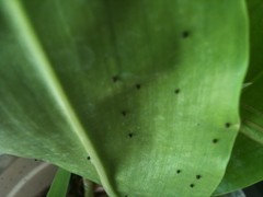 Very small black eggs? | Houzz Forum