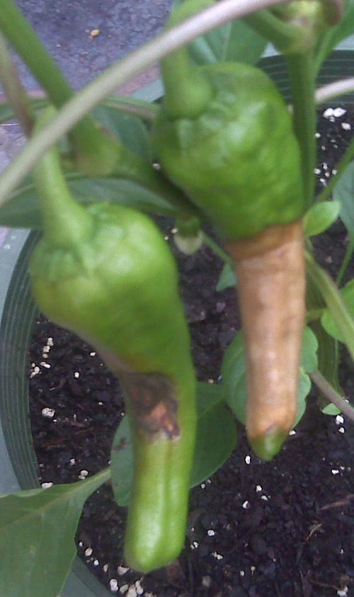 Pepper Pods Turning Brown Pepper Pods Turning Brown
