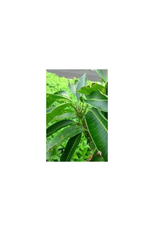 young mango not growing