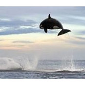 Toby Barazzuol's photo