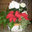 Pots and Petals, LLC