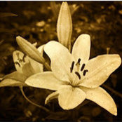 Marianne Caputo's photo