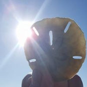 Susan Reavis's photo