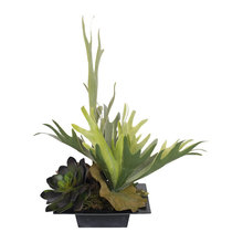 Plant Life